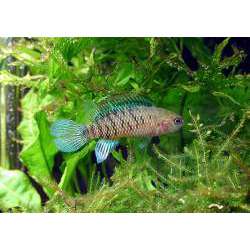 Бадис бадис. Рыба-хамелеон ( Badis badis)