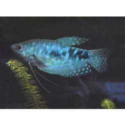 Гурами пятнистый, или обыкновенный (Trichogaster trichopterus)