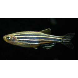 Данио рерио (Brachydanio rerio)