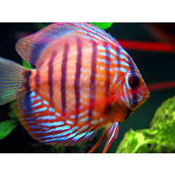 Дискус коричневый, или желтый (Symphysodon aequifasciata axelrodi)