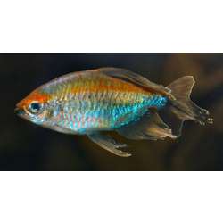 Конго обыкновенный (Micralestes (Phenacogrammus) interruptus)