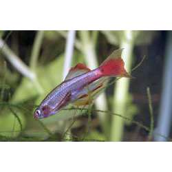Кардинал (Tanichtys albonubes)