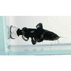 Косатка сиамская (Leiocassis Siamensis)