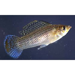 Лимия виттата или однополосая (Poecilia vittata)