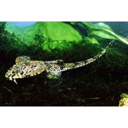 Лорикария обыкновенная. Loricaria (Dasyloricaria) filamentosa