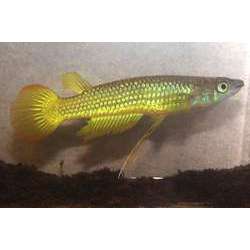 Линеатус (Aplocheilus lineatus)