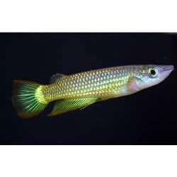 Линеатус (Aplocheilus lineatus)