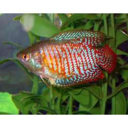 Лялиус (Colisa lalia)