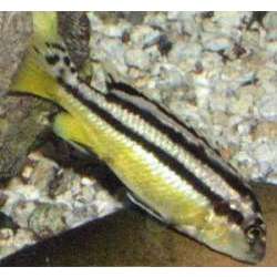 Меланохромис золотой. Попугай золотой (Melanochromis auratus)