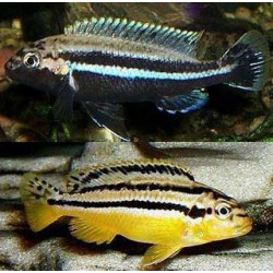 Меланохромис золотой. Попугай золотой (Melanochromis auratus)
