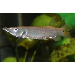 Мечерот. Щучка мечеротая. "Павлиний глаз" (Ctenolucius hujeta)