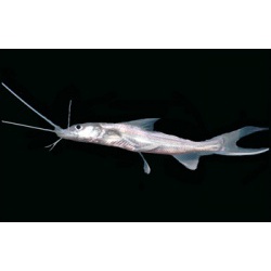 Мистус тэнгара ( Mystus tengara )