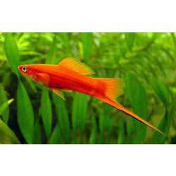 Меченосец (Xiphophorus helleri)