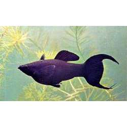 Моллиенезия латипина (Poecilia latipinna)