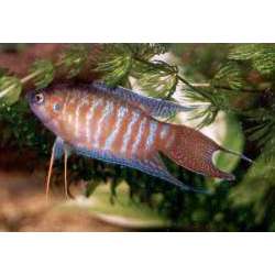 Макропод (Macropodus opercularis)