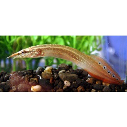 Макрогнат (Macrognathus aculeatus)