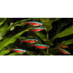 Неон красный (Paracheirodon axelrodi)