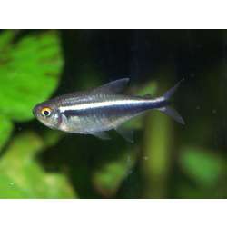 Неон черный (Hyphessobrycon herbertaxelrodi)