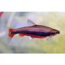 Нанностомус Бекфорда. Нанностомус красный (Nannostomus Beckfordi)