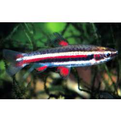 Нанностомус маргинатус. Нанностомус карликовый (Nannostomus marginatus)