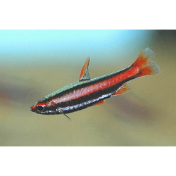 Нанностомус маргинатус. Нанностомус карликовый (Nannostomus marginatus)