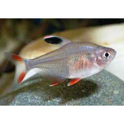 Орнатус обыкновенный ( Hyphessobrycon bentosi bentosi )