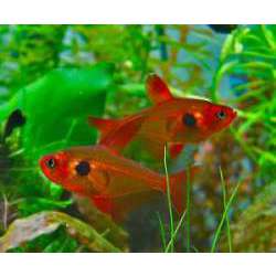 Орнатус красный (фантом) (Megalamphodus sweglesi)