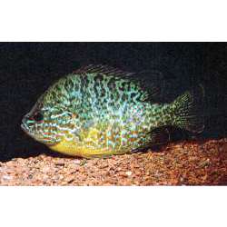 Окунь солнечный (Lepomis gibbosus)