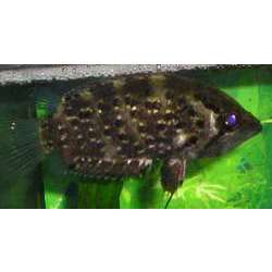 Рыба-обрубок (Polycentrus schomburgki)