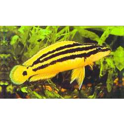 Юлидохромис орнатус или Попугай золотой (Julidochromis ornatus)