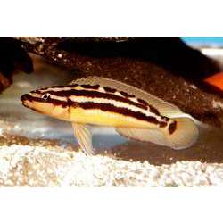Юлидохромис орнатус или Попугай золотой (Julidochromis ornatus)