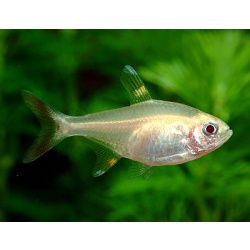 Пристелла (Pristella maxillaris)