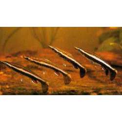 Пецилобрикон ( Nannobrycon eques)