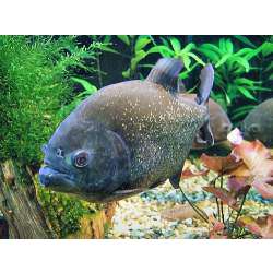 Пиранья Наттерера, или красная (Serrasalmus nattereri)