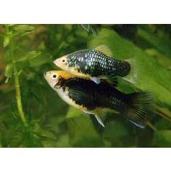 Пецилия (Xiphophorus maculatus)