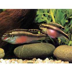 Попугай обыкновенный (Pelvicachromis pulcher)