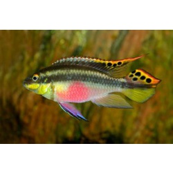 Попугай обыкновенный (Pelvicachromis pulcher)