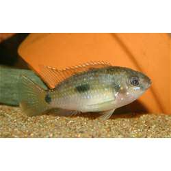 Пельматохромис Томаса (Pelmatochromis thomasi)