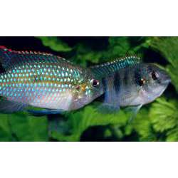 Пельматохромис Томаса (Pelmatochromis thomasi)