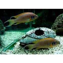 Принцесса Бурунди (Neolamprologus brichardi)