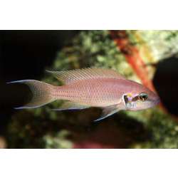 Принцесса Бурунди (Neolamprologus brichardi)