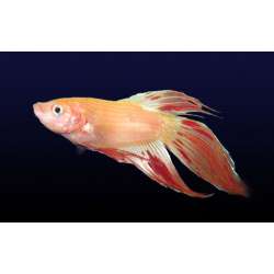 Петушок, или Бойцовая рыбка (Betta splendens)