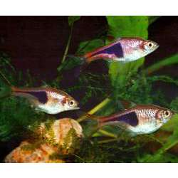 Расбора клинопятнистая (Rasbora heteromorpha)