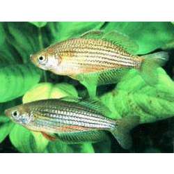 Радужная рыбка (Melanotaenia maccullochi)