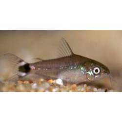 Сомик карликовый. Сомик-воробей "воробышек" (Corydoras hastatus)