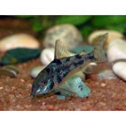 Сомик крапчатый (Corydoras paleatus)