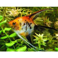 Скалярия (Pterophyllum scalare)