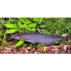 Сом мешкожаберный (Heteropneustes fossilis)