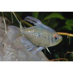 Тетра бриллиантовая или Моэнкаузия бриллиантовая (Moenkhausia pittieri)