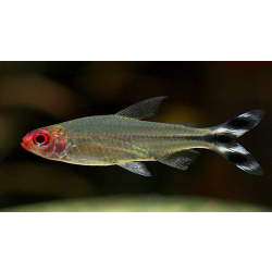 Тетра красноносая (Petitella georgiae)